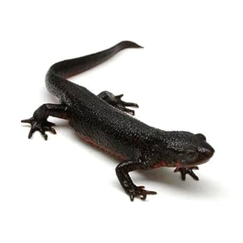 極美品【1点物】アカハライモリ① 8-9cm 50ml 極美品【1点物】アカハライモリ① 8-9cm 50ml 両生類）アカハラ