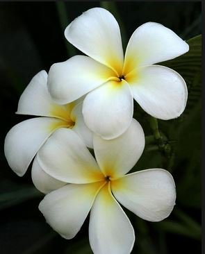 White Hawaiian Plumeria Cutting - Apx. 9-12 Inches Long #1 #TOP6