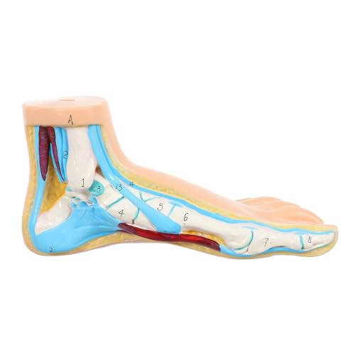 Modèle d'anatomie du pied en vinyle avec muscles et os pour école