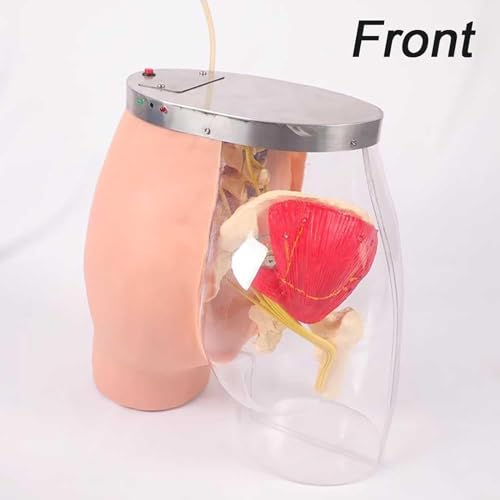 NGARY Hip Injection Training Simulator, Advanced Buttocks Intramuscular Injection Model Comparison Model with Observable Detection Warning System, Half-visible Design, for Nursing Practice