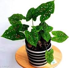 Southside Naturals Florida Clown Caladium Plant Bulbs | Fast Growing Fancy Leaf Variety Bulb | Easy To Grow Caladium Bicolour Plant | 2 Seeds-image-33