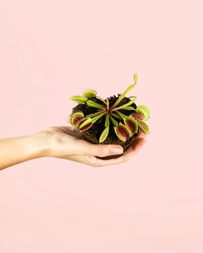 PUR PLANT Carnívora Dionaea Mini | Venus Atrapamoscas | Planta Carnívora Natural en Maceta 11 cm | Original y Fácil de Mantener