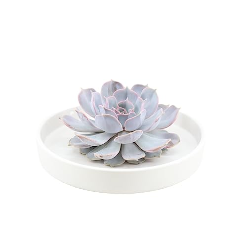 ROOTLESS by Aloe Demi | verdadera suculenta morada en cuenco de cerámica blanca Ø20 cm | Echeveria Lilacina Ø12-14 cm – 5 cm | plantas suculentas | suculentas | cactus