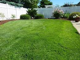 Ground Grass Seeds Pack Of 15000 Seeds-image-35
