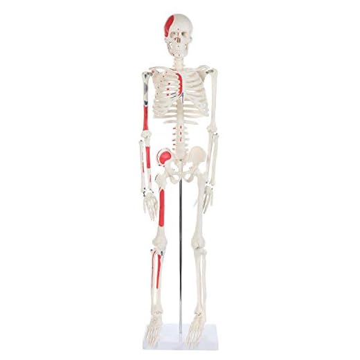 Anatomy Lab Half Life Size Painted and Numbered Human Skeleton Model, 35" Anatomical Replica with Muscle Insertion and Origin Points, Removable Skull Cap & Jaw, Durable Stand for Display and Study