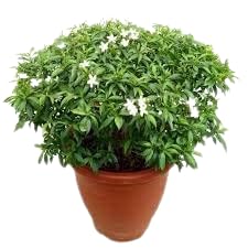 See full amazon price history chart for MANISHAS DAFFODILS Dwarf Bonsai Live Flower Plant - Rare" Chandni Flower | Nandiyavattai Poo" (1 Healthy plant) In Grow-Bag MANISHAS DAFFODILS Dwarf Bonsai Live Flower Plant - Rare" Chandni Flower | Nandiyavattai Poo" (1 Healthy plant) In Grow-Bag (B0CCB2LPJS) Amazon Price History, Amazon Price Tracker