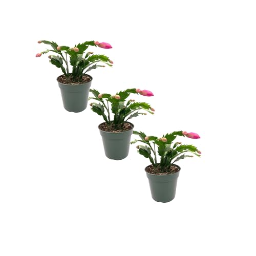 Pack de TRES Schlumbergera o Cactus de Navidad Plantas Naturales con Flores
