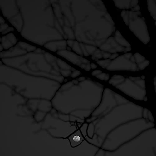 Into the Grove cover art