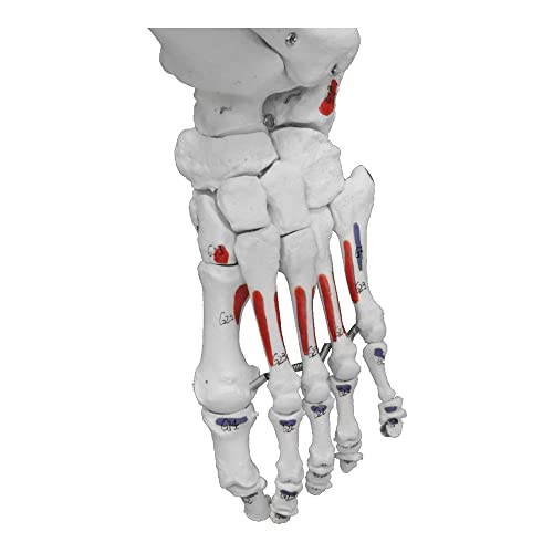 Image of B10230 Medical Life Size Flexible Skeleton with Muscle, Full Size