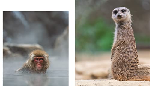 This Book Is Literally Just Pictures of Animals Silently Judging You