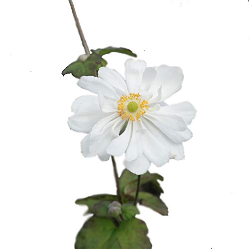 八重咲き白花秋明菊