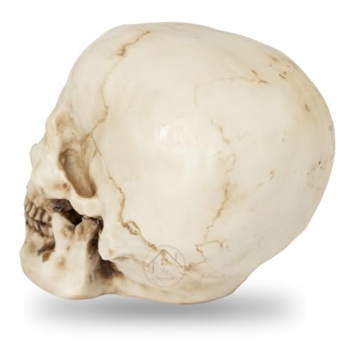 Caveira Crânio Tamanho Real Grande Esqueleto Decorativo em Resina, Anatomia Humana, Cabeça Osso Deco