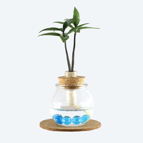 日本古来の植物 「良縁を結ぶ ご神木 梛(ナギ)の木」と 「ガラス製容器 『タマビン』 1個セット【土なし・清潔・水やり簡単なミニ観葉植物 G-STICK(ジースティック)】