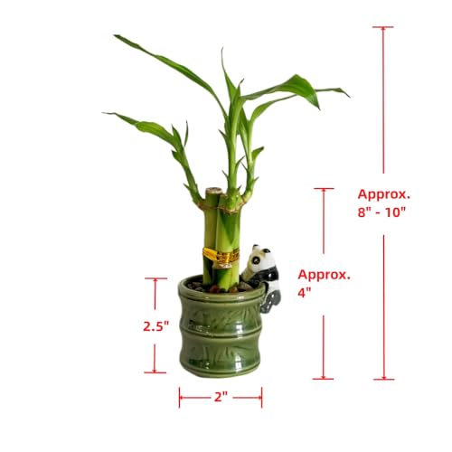 Generic Coop & Harp Small Lucky Bamboo Live Indoor Plant With Ceramic Vase thumb #1