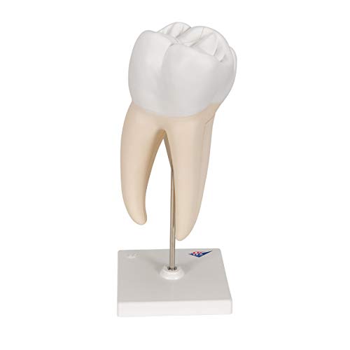 Image of 3B Scientific D10 /5 Upper Triple-Root Molar 3-part - 3B Smart Anatomy