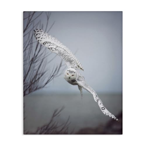 Majestic Snowy Owl Wildlife Photography, 16 x 20 Inch Canvas Wall Art