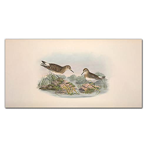 Tableau en verre acrylique 100x50 cm Coloray décoration murale animaux d oiseaux pour salon