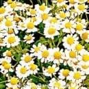 500 semillas de flor de hierba nobile de manzanilla romana