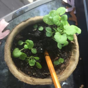 Bert's Garden 4" Natural Recycled Fiber Pots, Peat Free, Seed Starter Pots, Start Vegetables, Herbs, Or Flowers From Seed Or Seedlings (10) #TOP4