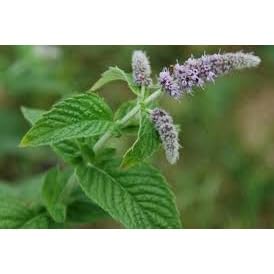 Sementes Melissa/Erva-cidreira Topseed Garden 100mg