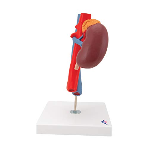 Image of 3B Scientific K22 /1 Kidneys w / vessels 2 part - 3B Smart Anatomy