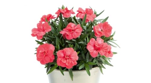 Planta Clavel Dianthus Natural en Maceta – Floración Abundante y Fragante para Embellecer Jardines y Terrazas
