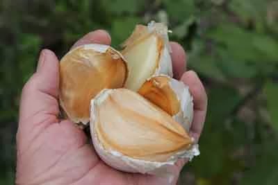 Best ⁣Food & Supplements - Elephant Garlic 2 Huge Bulbs Review