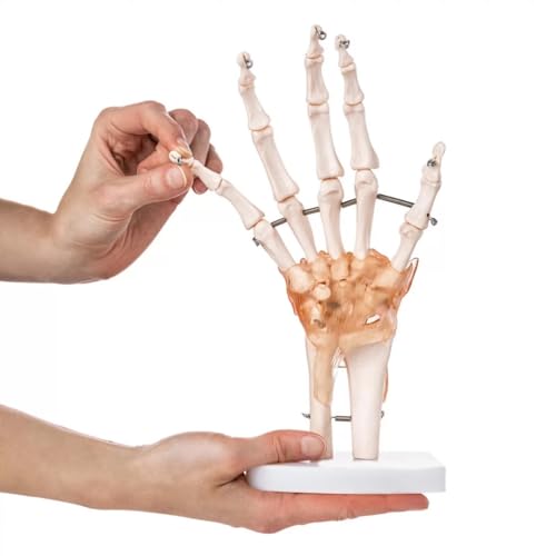 Image of Human Hand Joint Model with Ligaments ✮ Scientific Life Size with Premium Display Base ✮ Best Teaching Tool for Patient Education & Anatomy Study