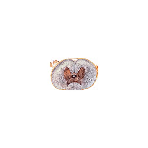 Image of 3B Scientific GmbH W13319 Nervous System-German