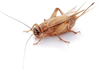 Cricket Large Tin Pack of 40 Food Insects Live Feed Animals for Reptiles, Birds product image