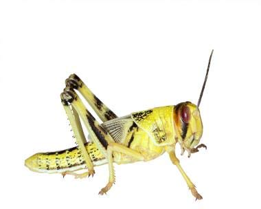 Feeders & More - Heuschrecken - Wüstenheuschrecken SUBADULT - 300 Stück - Lebendfutter Insekten Wuestenheuschrecken - Futter für Reptilien, Bartagamen und Amphibien - Futterinsekten & Haustierfutter