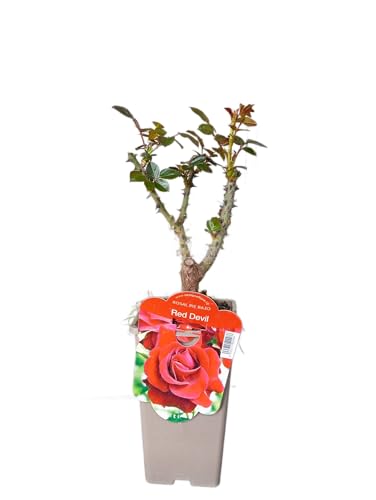 Rosal Arbustivo Rojo Natural – Planta Viva Ideal para Jardínes o Terrazas