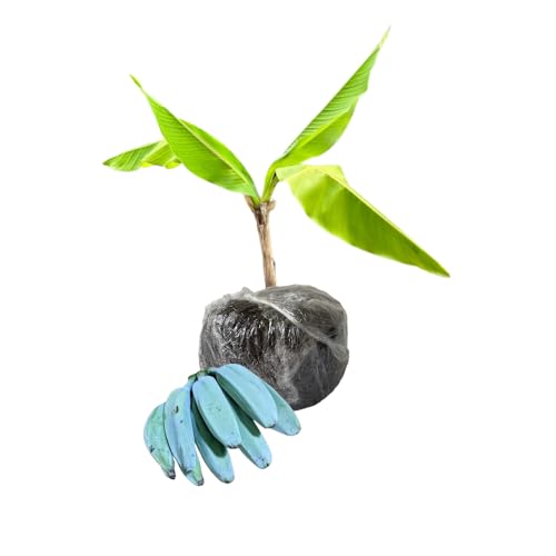 Ice Cream Banana Tree Live Plant, Blue Banana Fruit Plant Well Rooted, 5 to 7 Inch Tall Ice Cream Banana Tree Live Plant, Blue Banana Fruit Plant Well Rooted, 5 to 7 Inch Tall