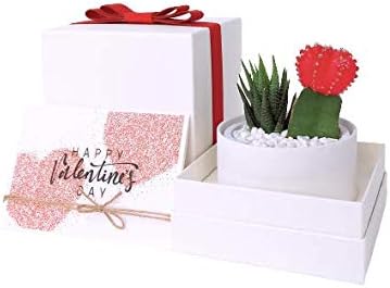 Miniatura 7 de Caja de regalo suculenta (Duo - Gris Pot&Box)