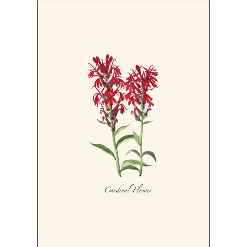 Image of Earth Sky + Water - Meadow Wildflower Assortment Notecard Set - 8 Blank Cards with Envelopes (2 each of 4 styles)