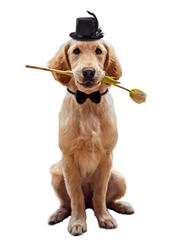 Coucoland Dog Costume Top Hat and Bow Tie Feather Birthday Hat and Bow Tie Collar for Dog Cat Pet Party Accessories… - Image 6