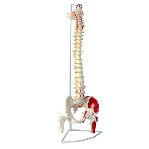 Cranstein A-311 - Colonna vertebrale, modello con bacino e monconi delle cosce, dipinta a colori, modello anatomico come modello di apprendimento o strumento educativo
