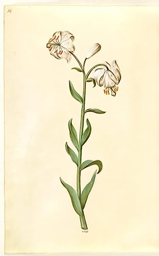 Tableau toile Lilium Martagon Holtzbecker pour raviver un mur blanc sans âme