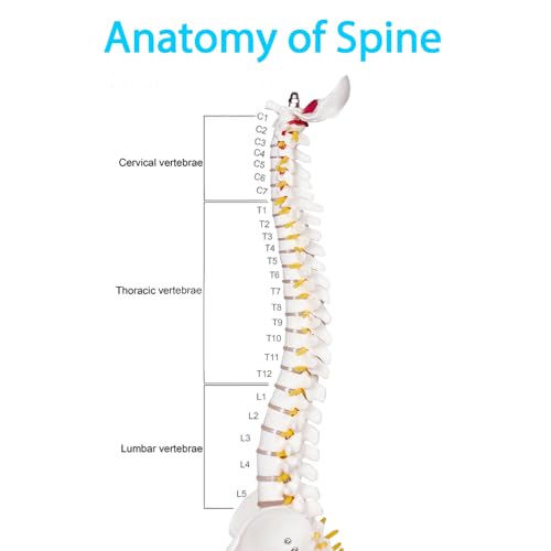 Image of breesky Human Spine Mini Model, 17'' Spine Anatomy Model with Nerves, Vertebra Model with Stand for Medical Students, Osteopaths and Chiropractors