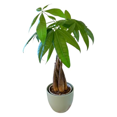 Image of Money Tree Live Plant | 14-22 Inches Tall Bonsai | Easy to Grow Indoor Houseplant | Home, Office, or Room Decor | Birthday, Housewarming Gift (Sage)