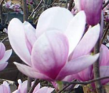 Magnolia Soulangeana | Tulip Tree | 10_Seeds