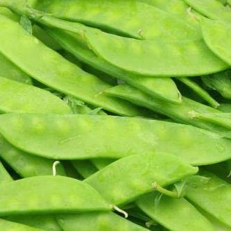 160 Sugar Grey Dwarf Snow Pea Seeds for Planting Heirloom Non GMO 1 Ounce of Seeds Garden Vegetable Bulk Survival
