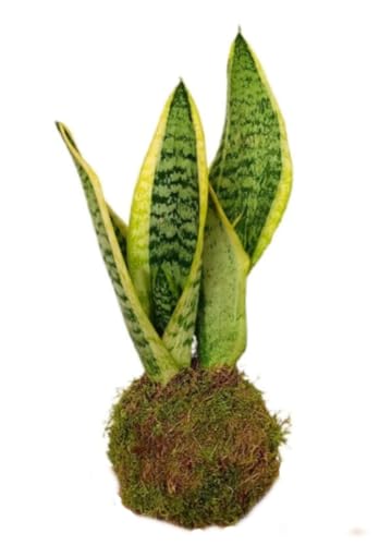 Planta natural Kokedama de Sansevieria, 15 cm. Planta en bola de musgo, decorativa y fácil de cuidar. Segura Garden.