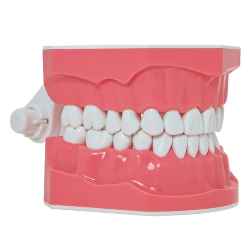 DENTALMALL Zahnputz-Modell, Zähne, Typodont, Muster, sichtbar, Anatomie, Demonstration, Lehr, Standardgröße, 1 Stück