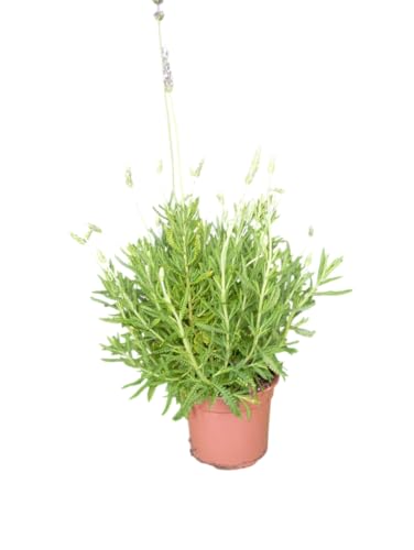 Lavanda en Maceta Planta Natural Aromática para la Cocina y el Jardín
