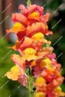 3: 100 Pieces/Bag Lion's Mouth Seeds, (Anthirrhinum Majus), Bonsai Lion's Mouth Flower Seeds, Natural Growth for Home Garden Plants: Only Seeds