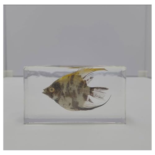 2pcs Marine Real Taxidermy Specimen Set Resin Sea Creatures Collection for Science Education Oddities Ocean Hobby Gift-B