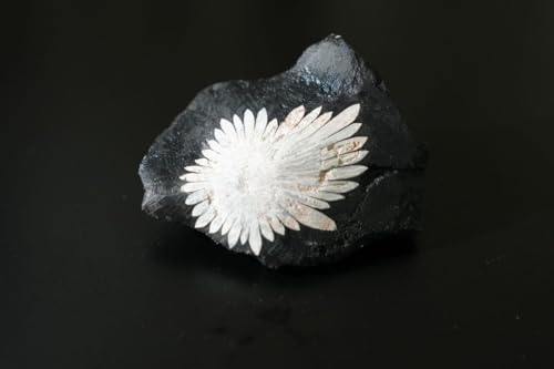 菊花石 オブジェ」の人気商品一覧 | 安い商品を通販サイトから探す