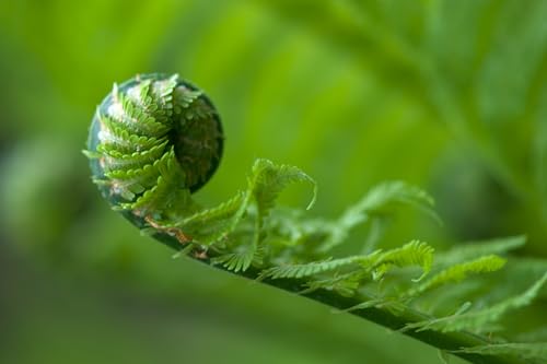 Ostrich Fern Roots for Planting (Matteuccia struthiopteris) – Elegant, Hardy Fern for Shade Gardens and Woodland Landscapes (3 Roots)