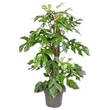 Fresh Plants